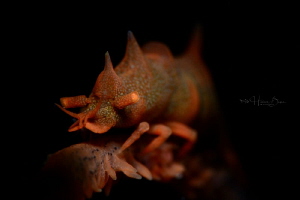 Dragon shrimp taken by D800E & Inon 240 with optic glass ... by Hakan Basar 